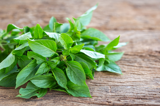 老翁偷走1盆100元的九层塔，法官1理由判免刑。（示意图/Shutterstock提供）