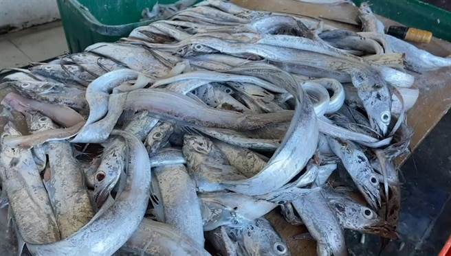 苏澳港白带鱼业者林先生指出，大部分白带鱼都销往中国，如禁止进出口，影响很大，台湾本身对白带鱼没有这么大的诉求。（吴佩蓉摄）