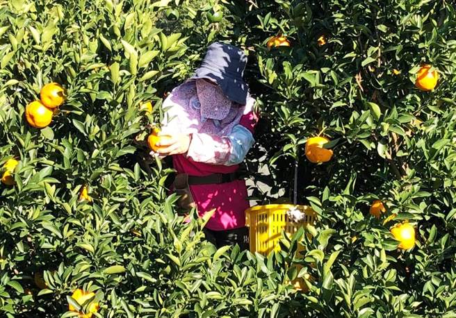 大陆禁令最大受害者还是农民本身，农会希望政府能多加保护农民辛苦的生计。（丰原区农会提供）