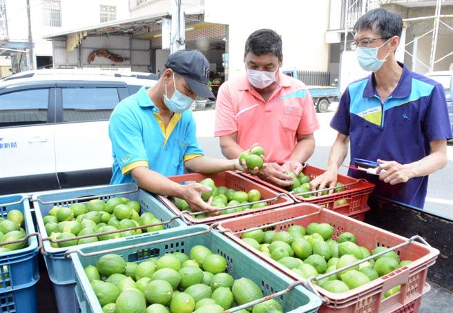 屏東檸檬占全台產量7成，但產期進入尾聲，暫時不受禁令影響。(林和生攝)