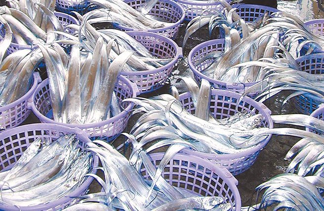 白帶魚。（本報資料照片）