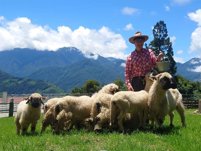 清境農場最新引進的瓦萊黑鼻羊。（清境農場提供／廖志晃南投傳真）