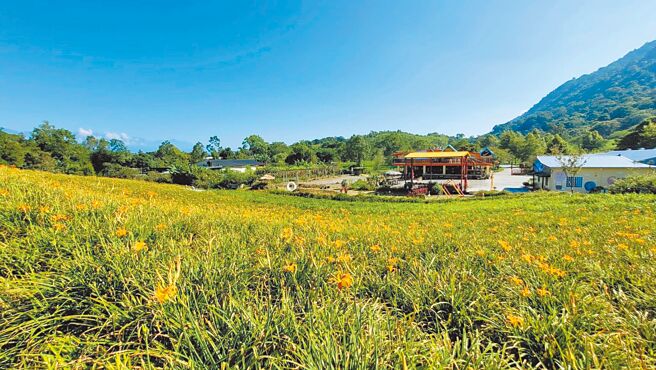 花莲县玉里镇赤科山金针花已进入初开期，最近山上降下大雨暂时纾解旱象，金针花田已可见到金针花绽放。（玉溪农会提供／王志伟花莲传真）