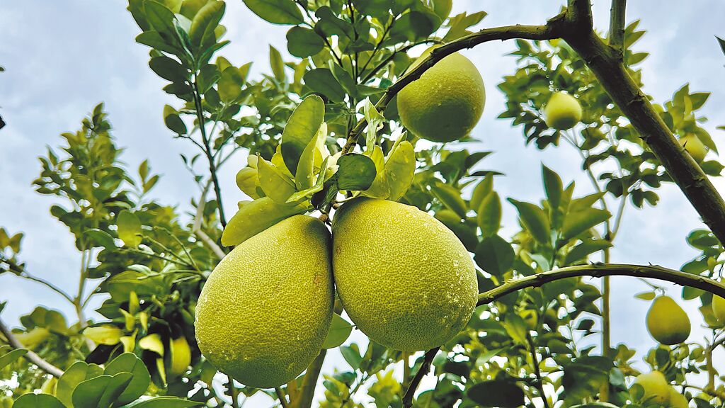 柑橘類包含文旦等，大陸再度禁台灣柑橘類輸入，讓台南出口商大嘆「已經沒有水果可以到大陸了」。（張毓翎攝）
