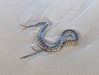 解放軍演習敏感時刻 金門海灘驚見大蟒蛇