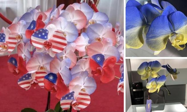簡秀枝》台美國旗蘭花 農業外交大吸睛 