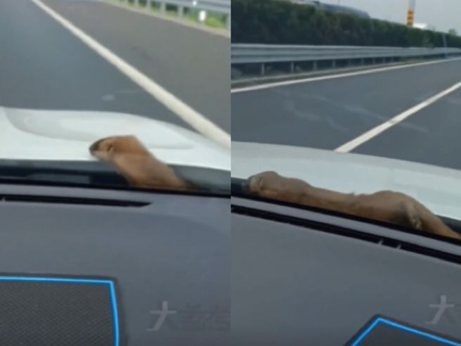 黃鼠狼躲進引擎蓋內，醒來後才發現不對勁，牠竟在公速公路上兜風，驚慌模樣逗笑310萬名網友。(圖翻攝自/北京日報)