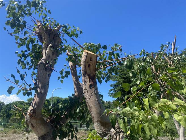 原台东市四维路上的菩提树移植后，专家认为夏季温度高，树根水分散失快，不适合移植树木。（蔡旻妤摄）