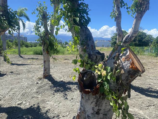 原台东市四维路上的菩提树移植后，专家认为夏季温度高，树根水分散失快，不适合移植树木。（蔡旻妤摄）