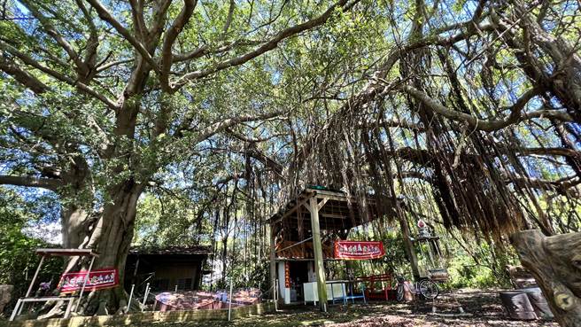2棵百年老榕树，1棵长满了许多下垂的气根，另1棵却连一根也没有，且树干光滑。（张毓翎摄）