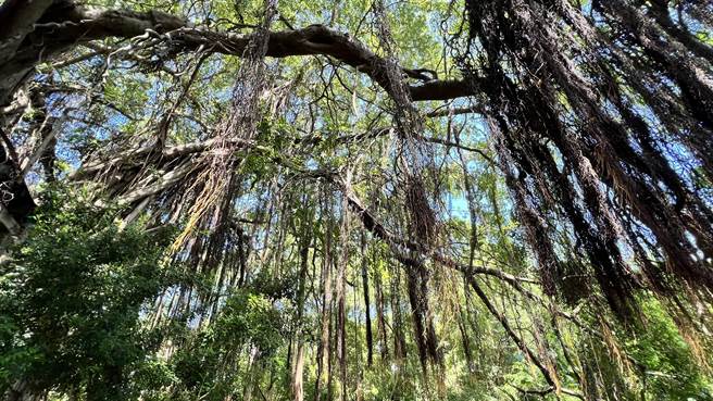 榕树垂下的气根非常茂密，蔚为奇观。（张毓翎摄）