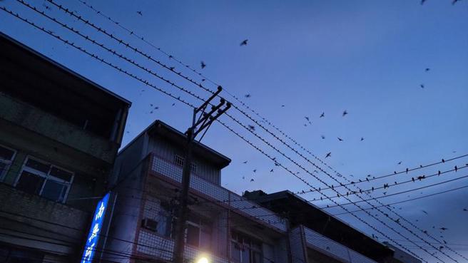 苗栗縣頭份市尖山里尖豐路一帶每到夏季傍晚，電線上總聚集密密麻麻的燕子棲息，不時從天而降的排泄物令居民困擾不已，地方向台電爭取電纜地下化，希望問題能獲得緩解。（圖/ 中央社）