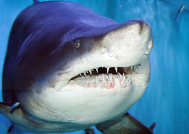 美國一名13歲男孩下水捕抓龍蝦時，突然被一隻鯊魚襲擊。（示意圖／達志影像）