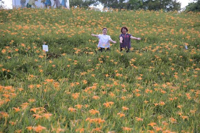 花蓮金針花季開始，兩大金針山赤科山、六十石山目前開花約2成、預計8月中旬後盛開。（花蓮縣府提供）