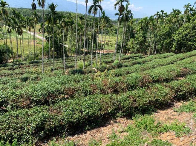 花蓮7月連日高溫、未降雨，瑞穗鄉茶樹植株出現乾枯、新芽發育不良及遲滯等情況，受損面積約60公頃，農委會公告辦理天然災害現金救助，即日起受理申請。
（圖/ 中央社）