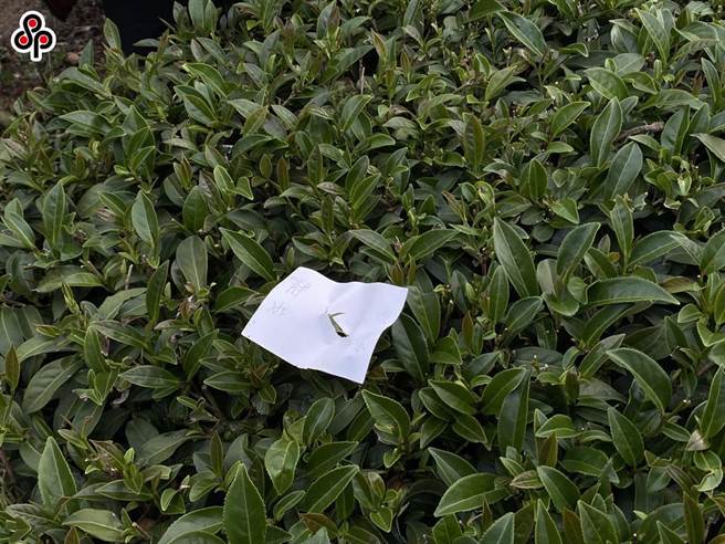 中国大陆近日以多项措施禁止我国多项食品销陆，其中部分为我国茶商，且近日部分业者接获销陆食品业者登录资料不全需限期补件，否则不予进口，货运业者也陆续通知暂停小三通销陆茶叶业务。（报系资料照）