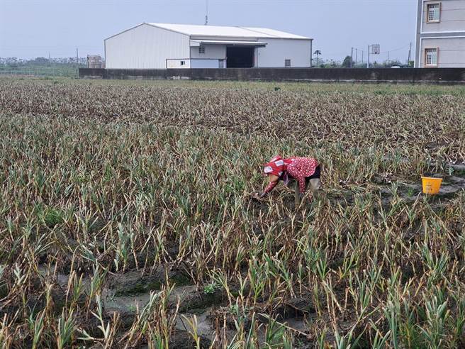 雲林縣有10萬6000多名農保的納保人，大多數是老農，農保的任何津貼對他們都相當珍貴。（周麗蘭攝）