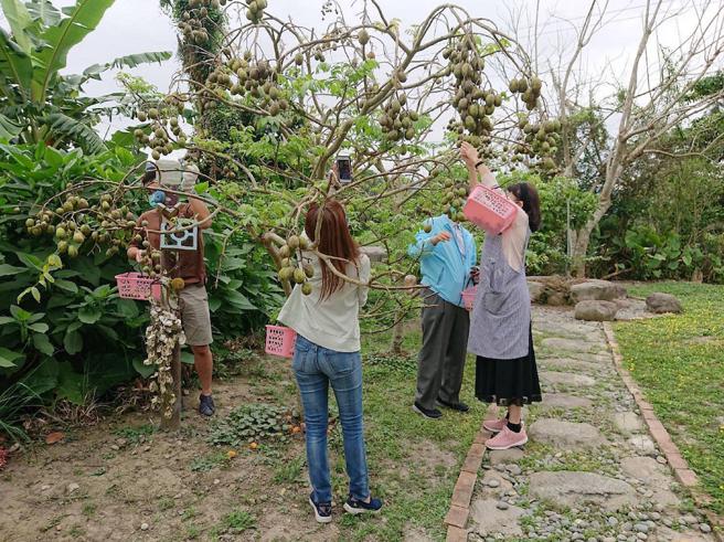 鄭越才認為完善的遊程規劃才可讓遊客體驗到在地之美；圖為台東池上橄欖DIY體驗。（日暉集團提供）