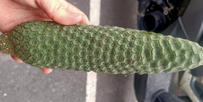 有网友收到外型奇特的水果，好奇发文询问究竟是什么水果。（图／取自脸书宜兰知识+）