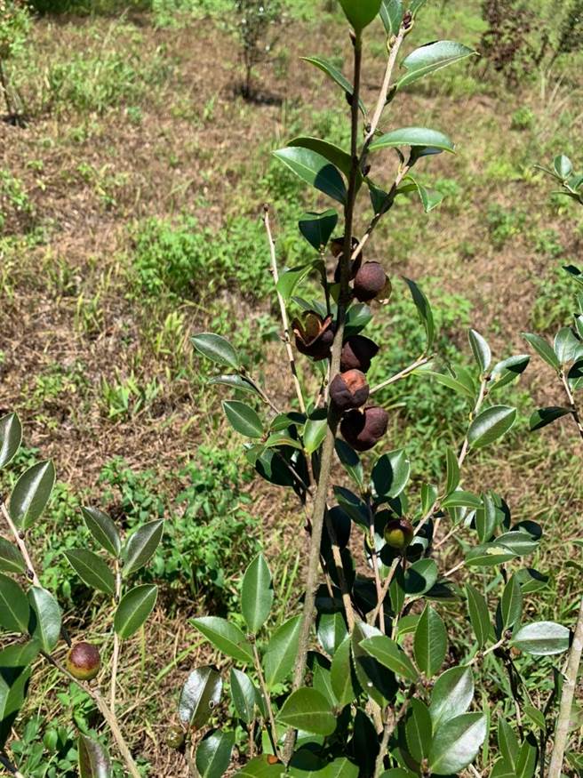 茶油果实枯萎，茶籽无法採收。（花莲县府提供／王志伟花莲传真）