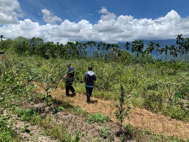 光復乡种植茶树约21.08公顷，以销售油茶籽为主。（花莲县府提供／王志伟花莲传真）