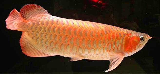 高雄一名妇人帮女儿出气，把女婿饲养的名贵鱼种全毒死。（资料照）