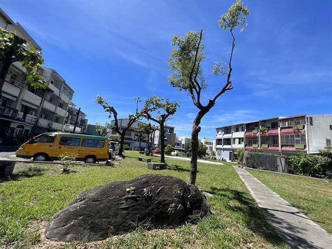 台東市區許多行道樹與公園樹木遭公部門斷頭式修剪。（蔡旻妤攝）