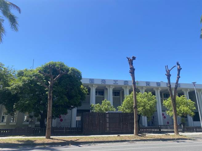 台東市區許多行道樹與公園樹木遭公部門斷頭式修剪。（蔡旻妤攝）