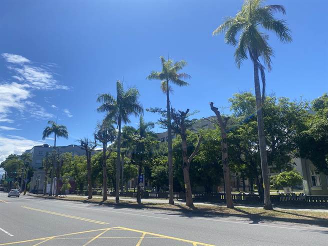 台東市區許多行道樹與公園樹木遭公部門斷頭式修剪。（蔡旻妤攝）