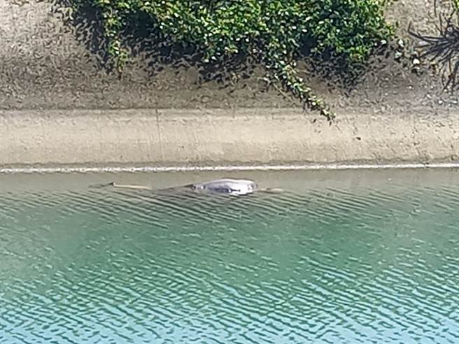 台南市政府消防局第一大队后壁分队6日上午执行嘉南大圳安全巡逻时，惊见一具男浮尸。（读者提供／张毓翎台南传真）