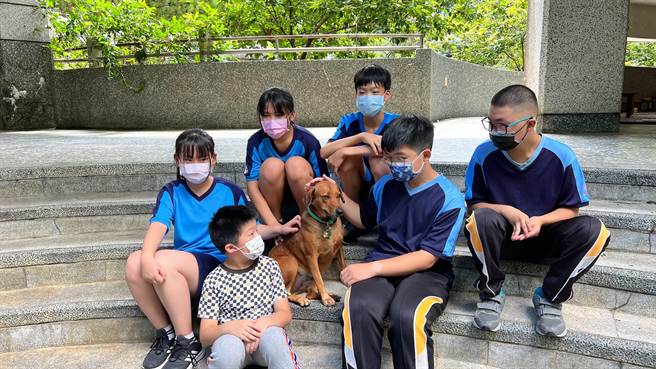 「小米」原是一只流浪狗，因牠性情温和，看到人会摇尾巴讨摸，迅速掳获校内师生的心。（埔里国中提供）