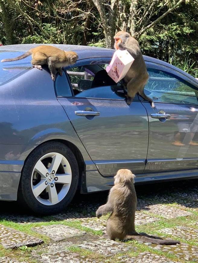 玉山國家公園塔塔加的台灣獼猴不怕人，只要看見車輛的門窗未關，就會闖入霸佔翻找食物。（玉管處提供）