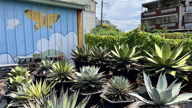 在当地种植龙舌兰景观植物的青年杨博皓，住家前可见绿意盎然的龙舌兰庭院。（张毓翎摄）