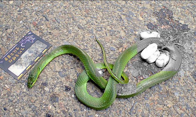 玉山国家公园塔塔加园区，发生青蛇妈妈遭路杀；体内还有数颗蛇卵「爆卵」，令人怵目惊心！（玉管处提供）
