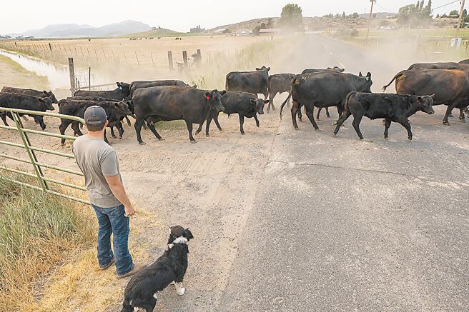 美国牲口锐减图╱美联社