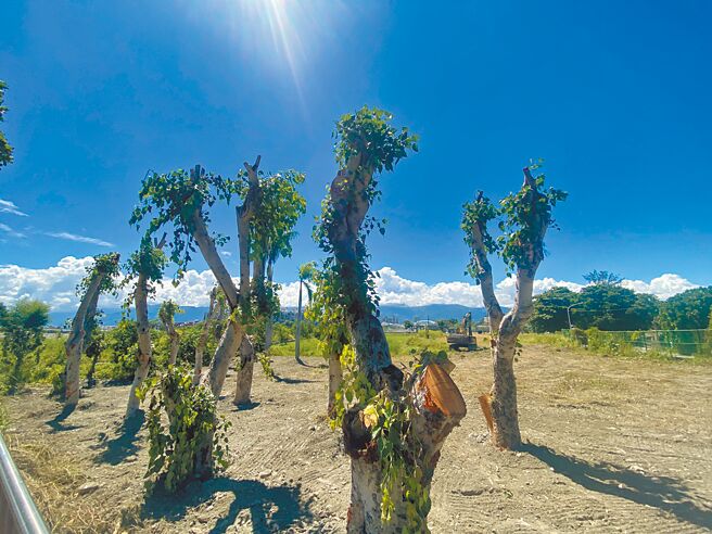 台东近日许多行道树及公园树木遭断头式修剪，四维路分隔岛上的40年菩提树公部门移植样貌。（蔡旻妤摄）