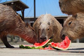 消暑又療癒！大阪近郊、水豚西瓜派對暑假開跑