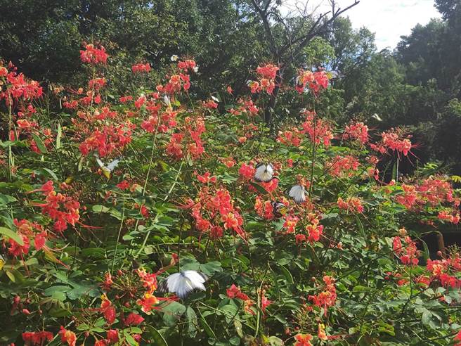 东势林场游乐区目前是生机盎然的季节，园区内到处可见翩翩飞舞的蝴蝶，蝉声绵绵。（东势林场游乐区提供）