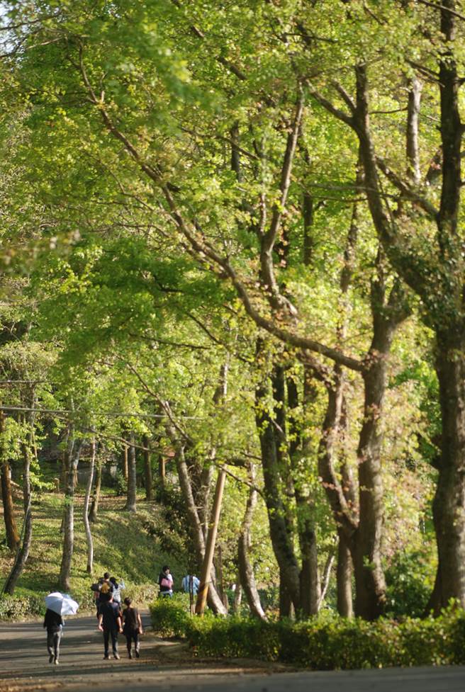 东势林场游乐区里散步，不时可听到悦耳的鸟鸣声，一同陪爸爸共享难得的温馨时光。（东势林场游乐区提供）