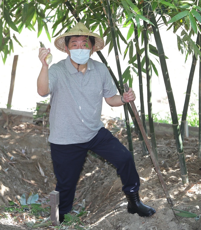 台北市长参选人陈时中8日到猫空採竹笋，他一身农夫打扮亲自荷锄到竹林採摘出甜美的竹笋。（季志翔摄）