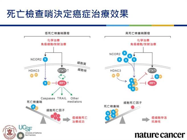 北医大跨国研究团队发现，癌细胞具有自我保护的「死亡检查哨 」机制，患者体内的NCOR2蛋白会抑制讯息传导，让癌症对于化学治疗、放射治疗及免疫治疗有顽强的抗药性。（北医大提供）