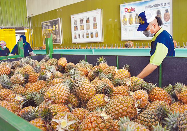 农委会主委陈吉仲多次提到台湾凤梨将成「进攻型农产」，专家指出，台湾凤梨究竟要站稳日本什么市场定位，不见政府有任何想法，空有口号。图为示意图。（本报资料照片）
