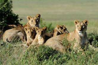 獅子也懂規矩 6大貓等距排排坐 姿勢複製貼上萌翻