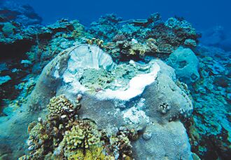 台東縣府出手 搶救綠島珊瑚礁
