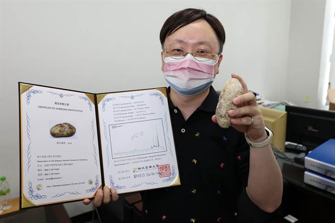 高雄大学生命科学副教授郑竣亦鑑定北部柯姓男子拾获的龙涎香是真品，并开出证书。（高雄大学提供／林瑞益高雄传真）