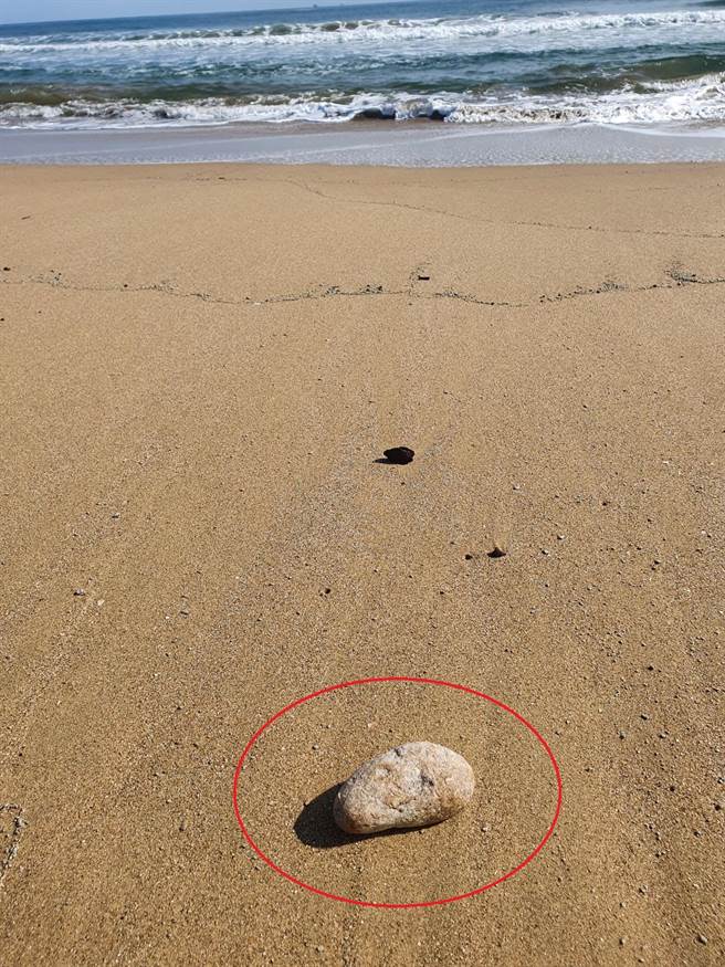 住在北部的柯姓男子在海边拾获龙涎香（红圈处）。（柯先生提供／林瑞益高雄传真）