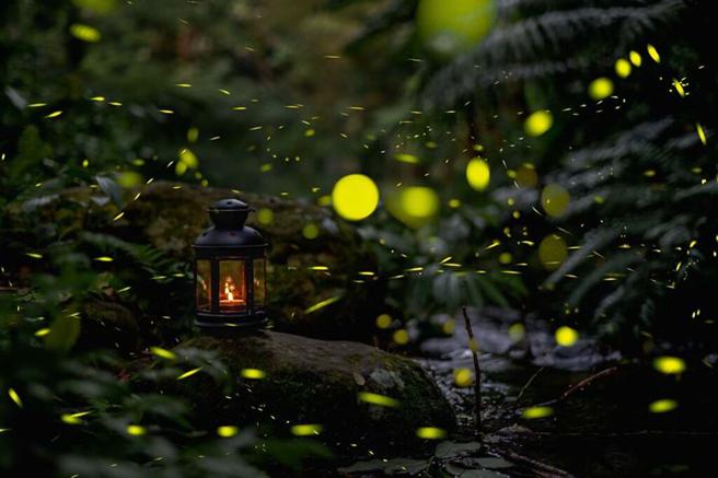 ▲苗栗縣南庄亦可於此賞油桐花、螢火蟲，是自然生態之旅的最佳地點。　圖：參山國家風景區管理處／提供