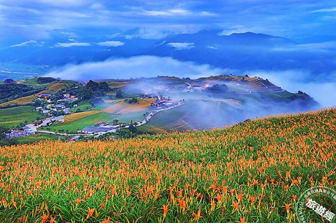 花莲金针花季展开赏花趣