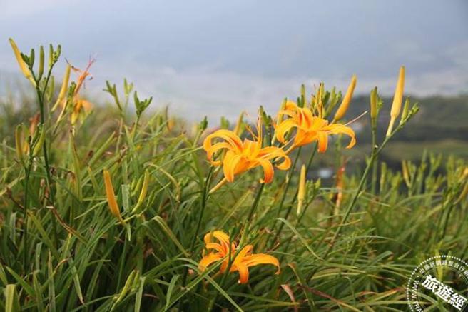 金针花属百合科，称为萱草、忘忧草，也被人称为母亲花(摄影：洪书瑱)