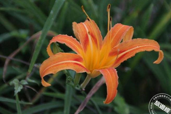 金针花也称为「一日美人」(摄影：洪书瑱)